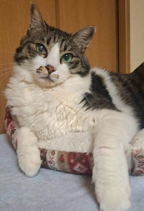 飼い主を見つめる猫