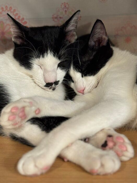 くっついて寝ている2匹の猫