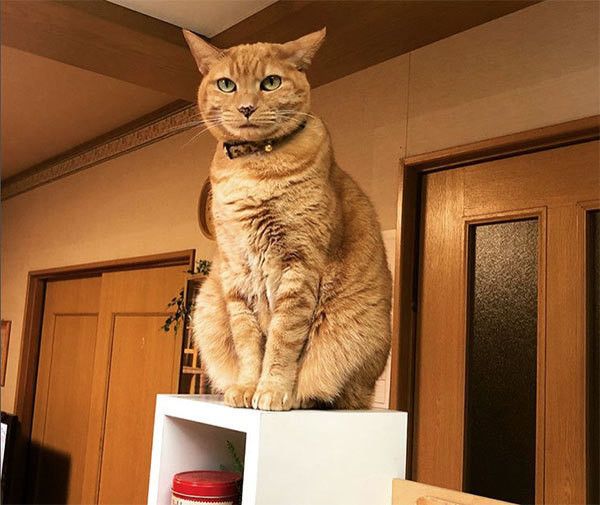 見つめる猫
