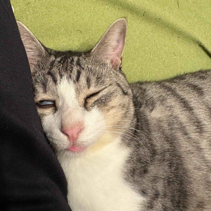 おもしろい寝顔を見せるサバシくん。