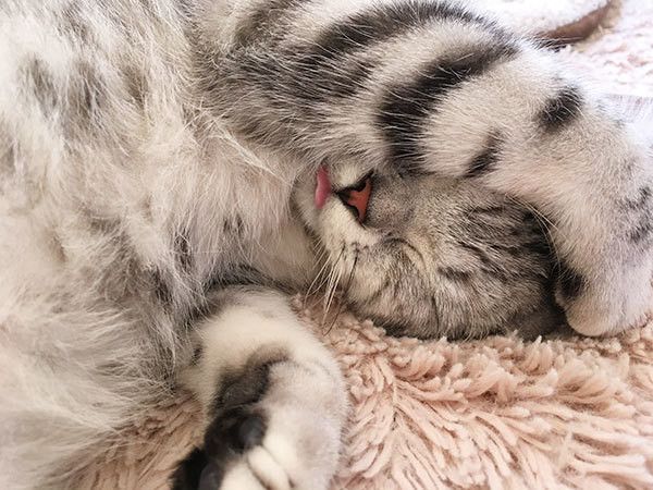 眠る猫