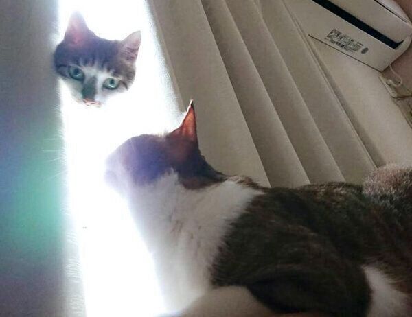 窓際で見つめ合う茶とらんくんとあずきちゃん