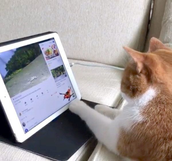 動画を見る猫