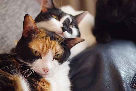 トーテムポールな猫たち