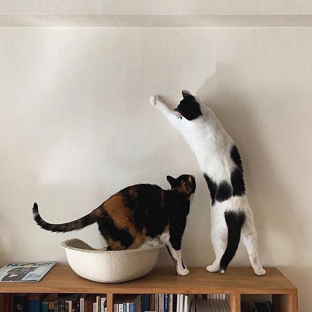 ジャンプ