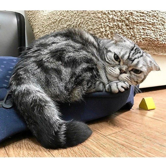 @tacos_cat