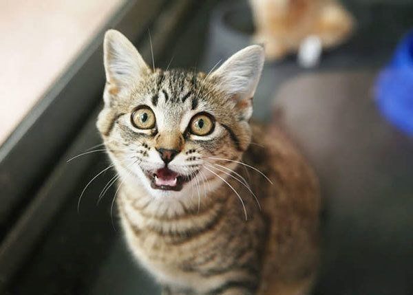 鳴いている猫