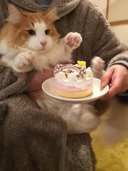 ケーキでお祝いしているノルウェージアンフォレストキャット