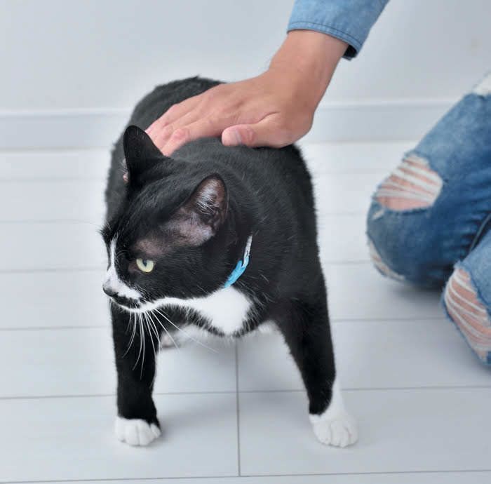 手のひらを背中に置いて形をチェック!