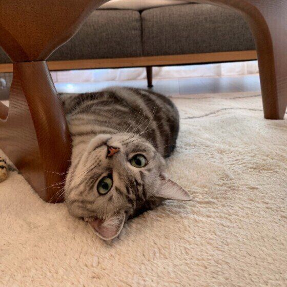 アメリカンショートヘアの小鉄（こて坊）くん