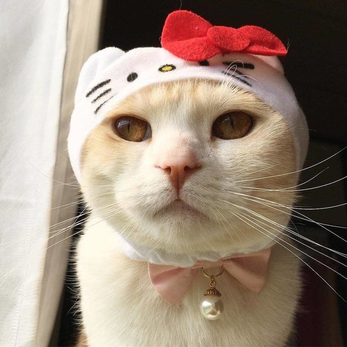 ハローキティのかぶりものかぶったキナコくん