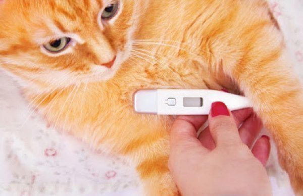 体温をはかる猫