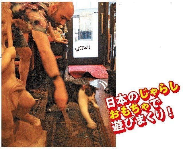 画像/ねこのきもち2018年11月号