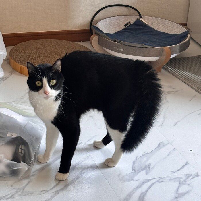 別の日の様子、“弱やんのかポーズ”をするしゃちくん