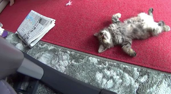 ヘソ天する猫