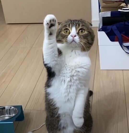 立ち上がるスコティッシュフォールド