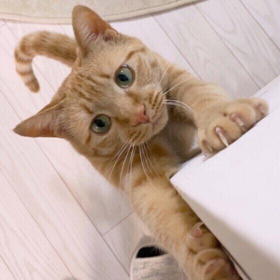 見つめる猫
