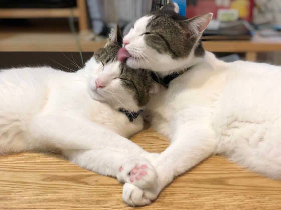 寄り添う猫