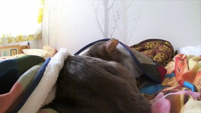 画像/2018年4月号「ちょっとの心がけで、絆はもっと強まる 猫の留守番ビフォーアフターにすること」
