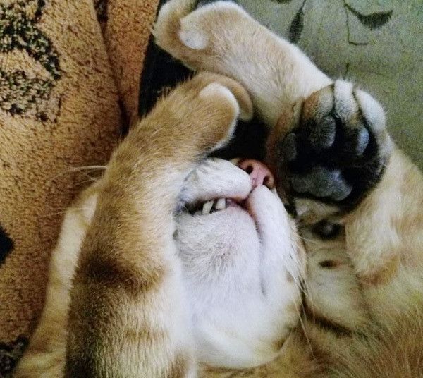 眠る猫