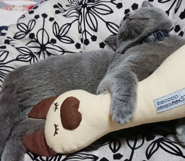 寝る猫