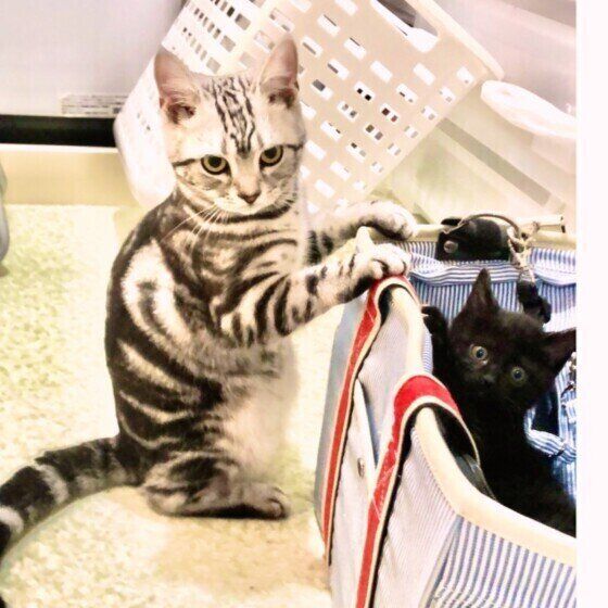 キャリーバッグに入る猫