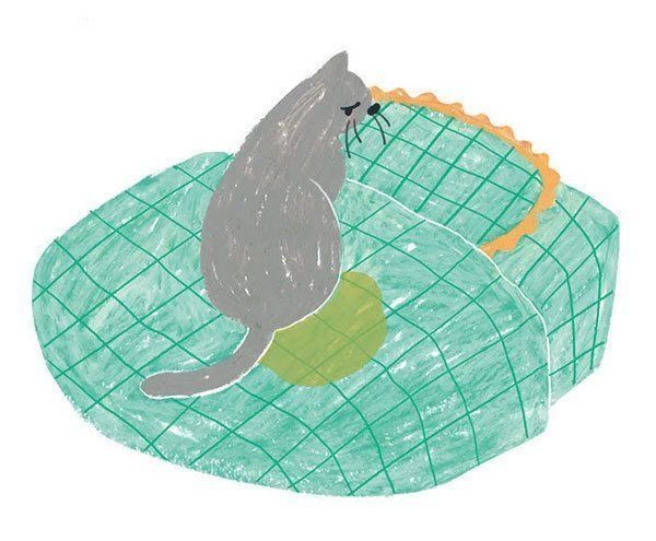 粗相をする猫