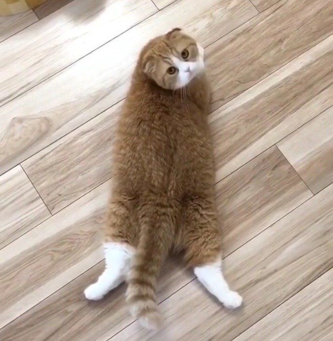 ふわもこ猫