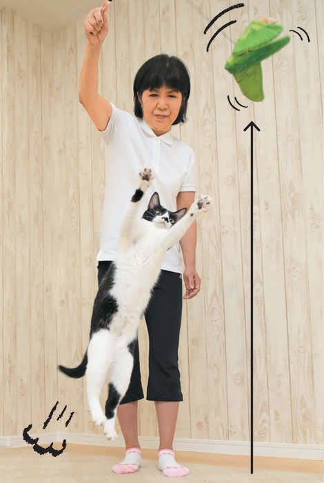 獲物めがけてジャンプする猫