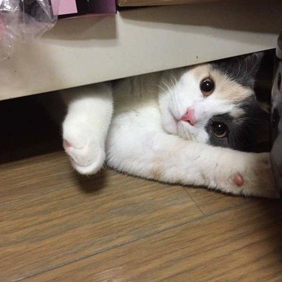 箱に入る猫