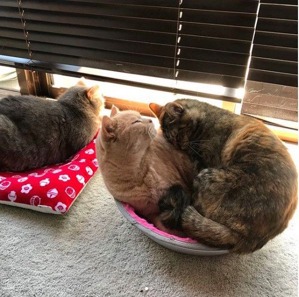 猫鍋
