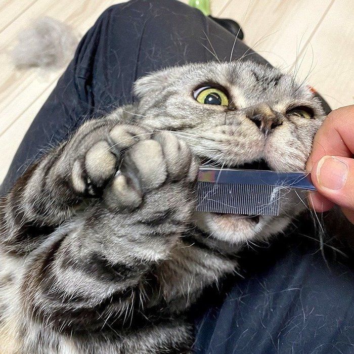 @tacos_cat