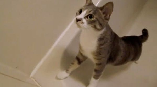 虫に夢中な猫
