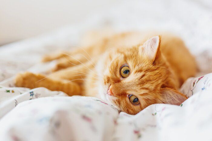 寝転がる猫