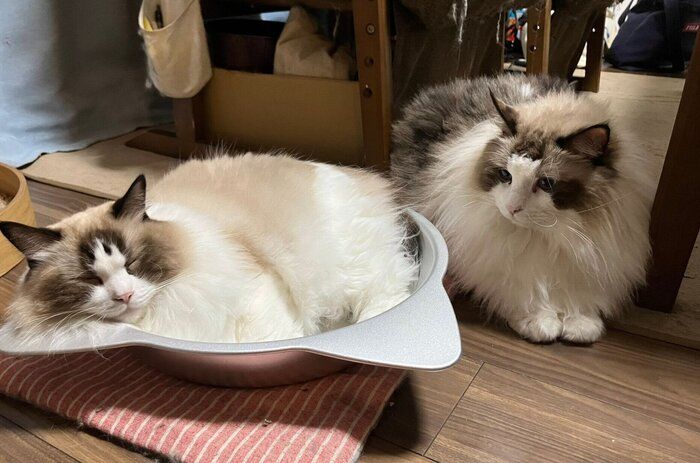 猫鍋でくつろぐココンちゃんを見つめるソワくん