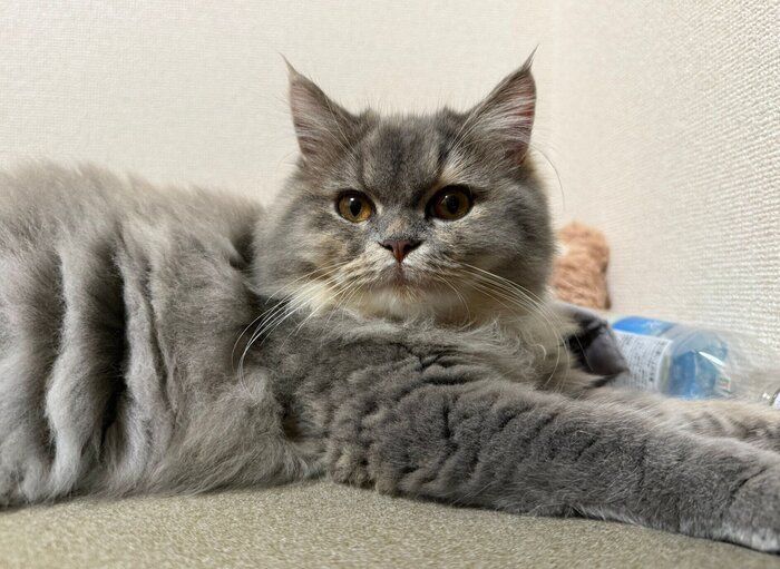 見つめるサイちゃん