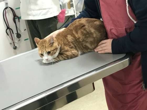ドキドキの猫