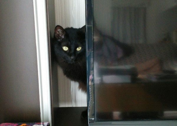 隠れる猫