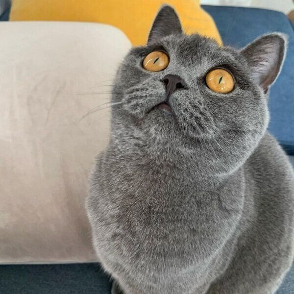 遊んでアピールをするぐりちゃん