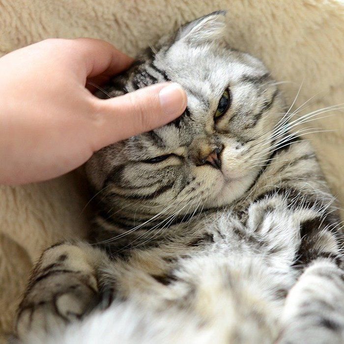 @tacos_cat