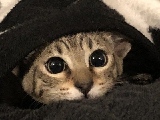 見つめるベンガル