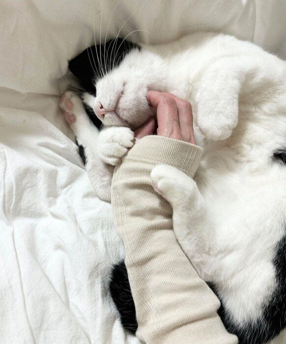ナデナデを堪能するこんぶくん