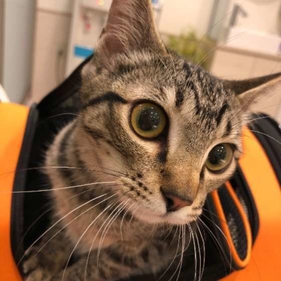 ラムちゃん