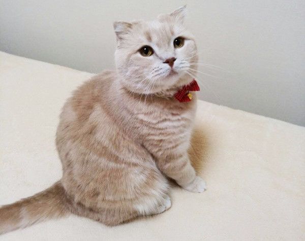見つめる猫