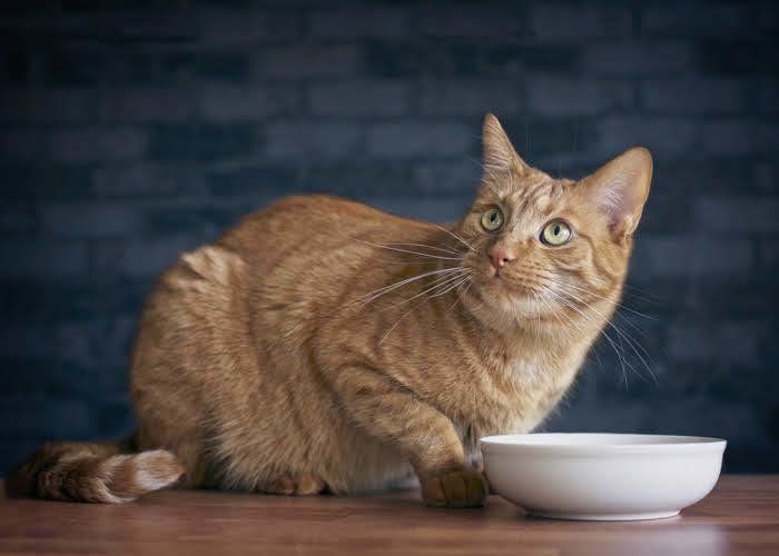 何かを見上げる猫