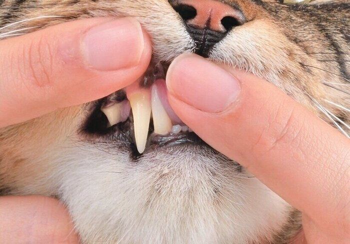 猫の歯肉のチェック方法