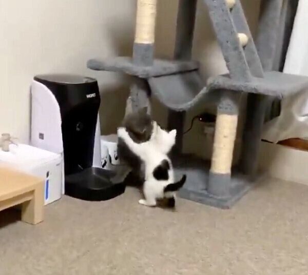 あっさりと捕まるトエルちゃん