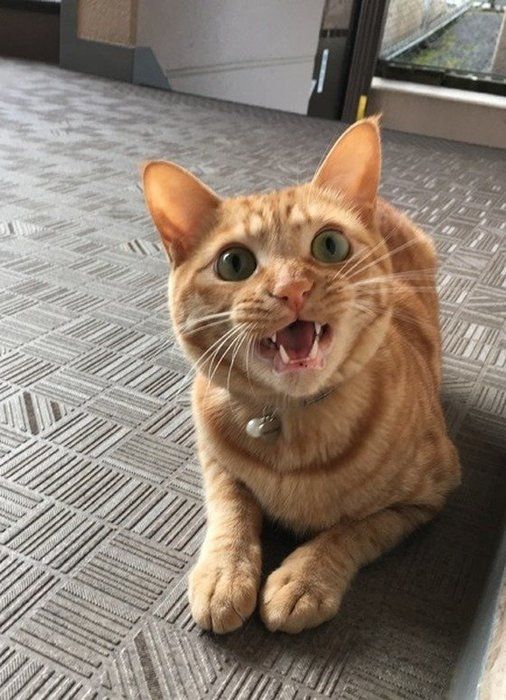 鳴く猫