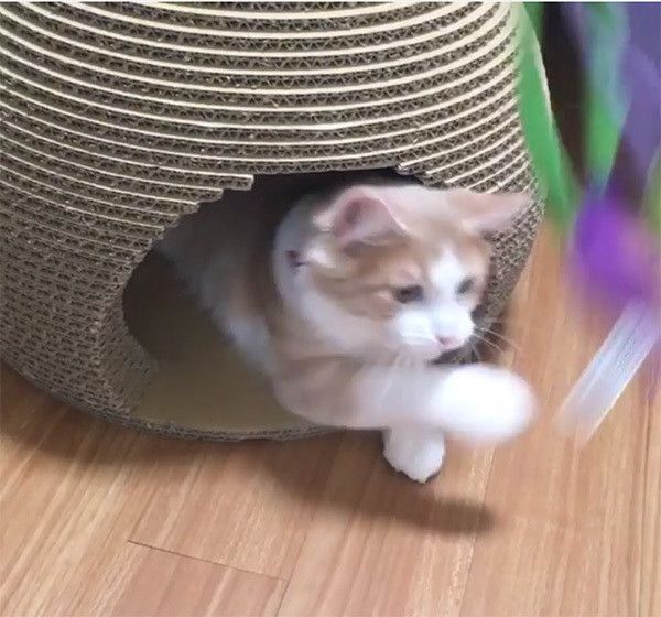 出てこないノルウェージャンフォレストキャット