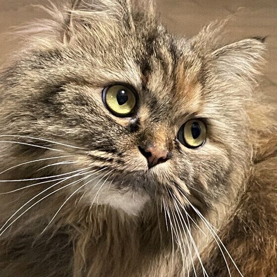ニコちゃん  スコティッシュフォールド・ロングヘア